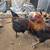 French Black Copper Marans Roosters 3 thumbnail