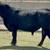 Lot #55315 Registered Angus Bull Sale or Lease 1 thumbnail