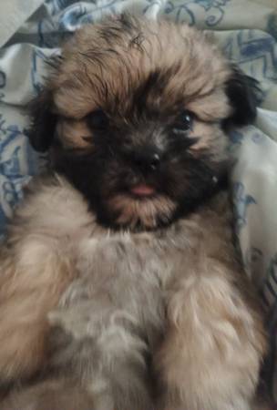 Mal-Shi Puppies 8 weeks old (Lilburn)63881506385153122