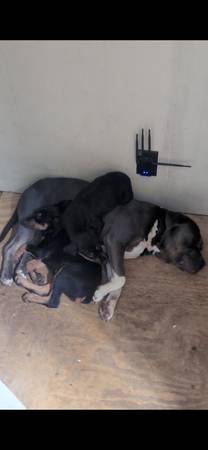 FREE BEAUTIFUL 1YR FREE ONLY DOG WOMAN/KID LOVER (Headland)63828151458691123