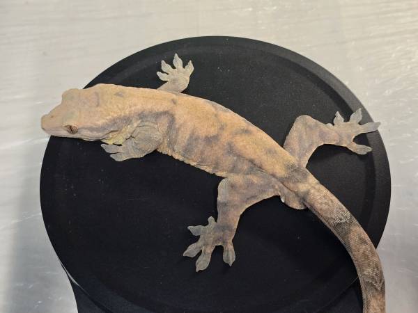 CRESTED GECKOS, CHAHOUA GECKOS, AND HYBRIDS (Woodstock)63924992090243120