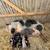 Kune Kune Piglets 1 thumbnail