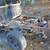 1999 Ford F-150 Pickup X Cab 4x4 Parts Excellent Cab + Frame + Doors 13 thumbnail