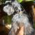 Schnauzer for rehoming 3 thumbnail