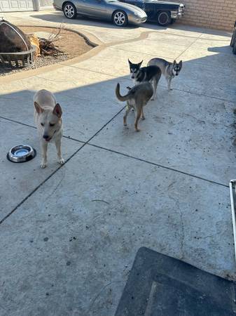 Selling huskey mix breed dogs for $75 (Palmdale)63829967201539124