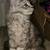Rehoming Polydactyl Maine Coon Kitten 1 thumbnail