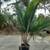Shaving Brush palms ---- Chatham Island palm 7 thumbnail