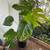 Monstera albo plants 1 thumbnail
