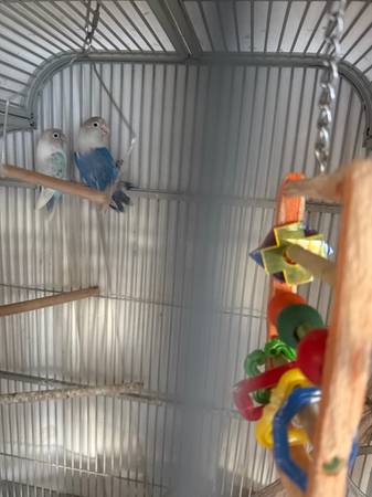 Pájaro y jaula (centro de San José)63696398284419122