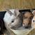 Bunnies 6 thumbnail
