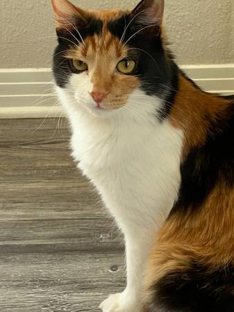 Mixed breed cats- FREE (Tyler)64037786684418121