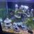 Beautiful fish tank included stand and nice 5 fish and accessories 2 thumbnail