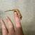 Crested Geckos 7 thumbnail