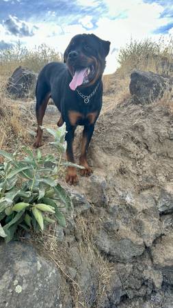 Rottweiler Butch (Kirkland)63765289730945121