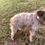 Toy schnauzer needs home 2 thumbnail
