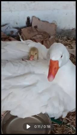 Goslings 1