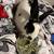 Free FRIENDLY Rabbit (Rex?) 2 thumbnail
