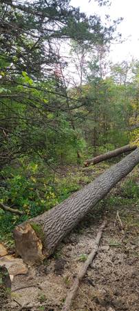 Timber and Cut logs 1