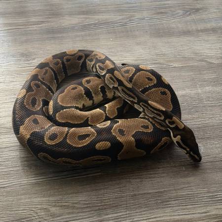 Ball Python with Setup 1