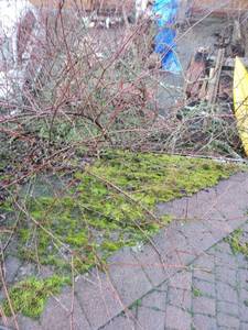 ROOF CLEANING*GUTTER CLEANING*PRESSURE WASHING*SOFT WASH*WINDOW CLEAN 1