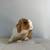 Baby Holland Lop Bunny/Bunnies/Rabbits/Rabbit 3 thumbnail