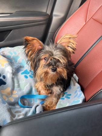 Lost yorkie last seen in Ludlow near Randalls farm (Ludlow)64164158005635121
