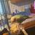 Green Cheeck Conure 5 thumbnail