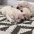 Akc english labrador retriver 1 thumbnail