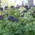 Fresh Elderberries and Live Plants 2 thumbnail