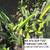Peruvian Apple  & Monstrose Cactus,  Edible Cactus, Dragon Fruit 12 thumbnail