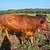 Ready to be butchered Steer 2 thumbnail