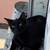 five month old kittens to be rehomed 6 thumbnail