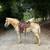 Super nice beginner friendly riding and driving haflinger gelding 1 thumbnail