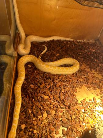 Albino rainbow boa pair 1
