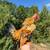 Serama chick hatch! Mini chickens! 20 thumbnail