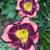 Perennials - Sun and Shade - Available til mid-October 6 thumbnail