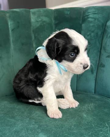 F1 Mini Aussiedoodle Tuxedo Macho (Purdon)63661942304769122