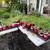 Vegetable seedlings 1 thumbnail