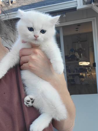British shorthair boy63688899122945124