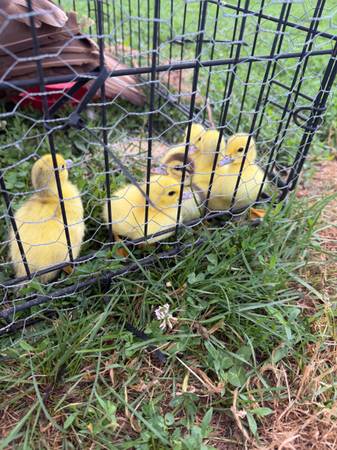 Muscovy ducklings 1