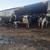 Dairy Cattle herd dispersal 4 thumbnail