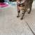 Bengal cat 2 thumbnail