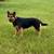 Gerberian Shepsky 2 thumbnail