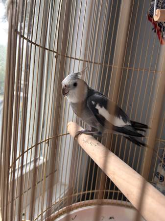 Cockatiel (Yorktown)63850156251393121