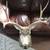 Mule Deer Shoulder Mount 5 thumbnail