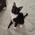 Special Active 6 month old Tuxedo Kitten - Charley (male) 2 thumbnail