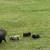 Mini piglets 5 thumbnail