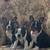 Boston terrier / French bull   Frenchtons 2 thumbnail
