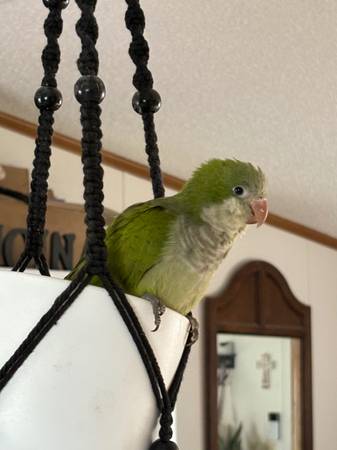 Loros Quaker bebés63670841020801121