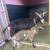Alpine doeling 3 thumbnail